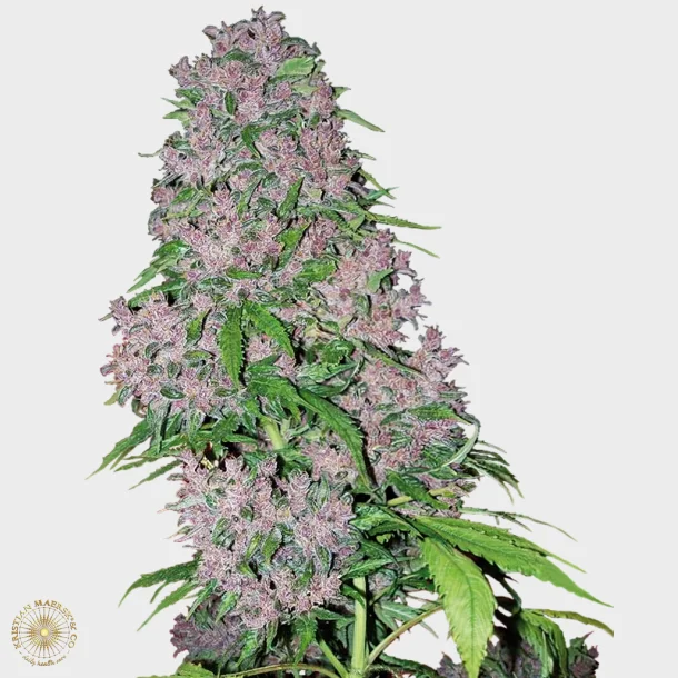 Purple Bud Feminized 3 Seeds +1 for free