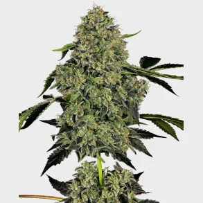 OG Kush Automatic 3 Seeds + 1 for free