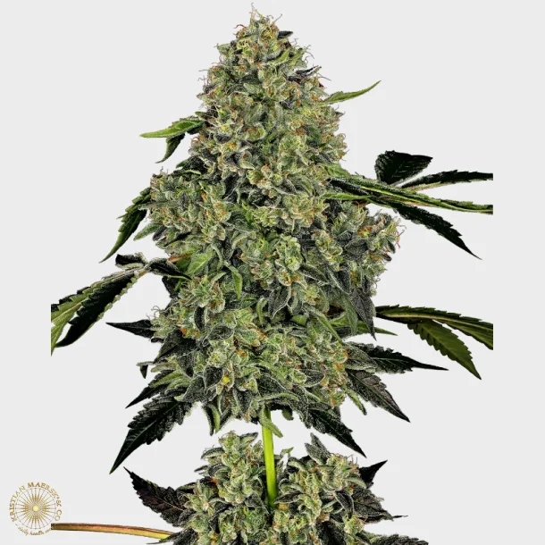 OG Kush Automatic 3 Seeds + 1 for free