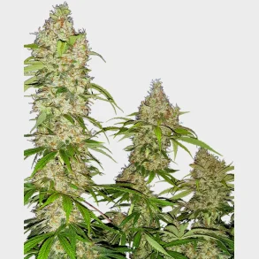 Banana Kush Cake Feminized 3 Seeds + 1 for free