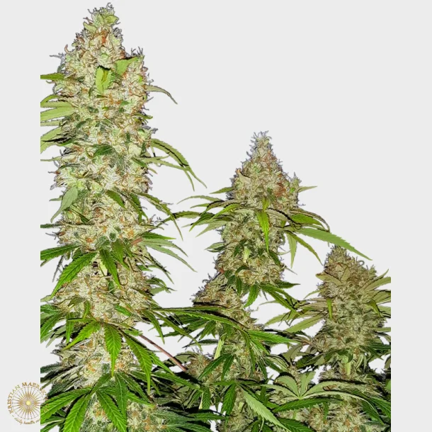 Banana Kush Cake Feminized 3 Seeds + 1 for free