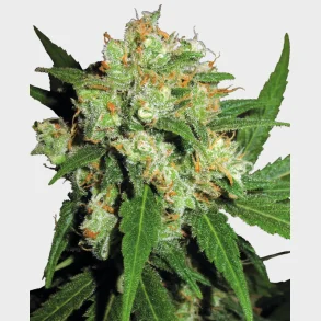 Sensi Skunk Feminized 3 Seeds + 1 for free
