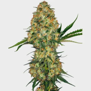 Hindu Kush Feminized 3 Seeds + 1 for free