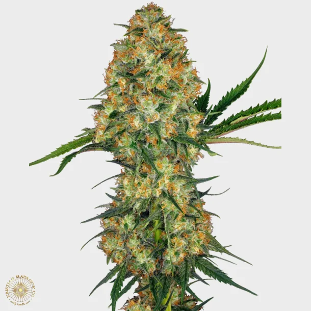 Hindu Kush Feminized 3 Seeds + 1 for free