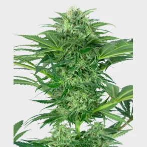 Skunk Dream CBD Feminized 3 Seeds
