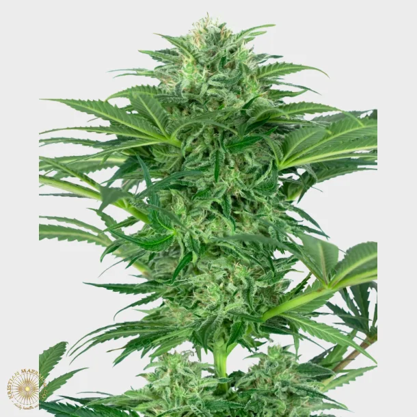 Skunk Dream CBD Feminized 3 Seeds