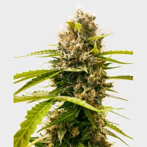 Mandarin Punch Feminized 3 Seeds + 1 for free