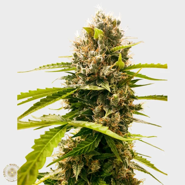 Mandarin Punch Feminized 3 Seeds + 1 for free