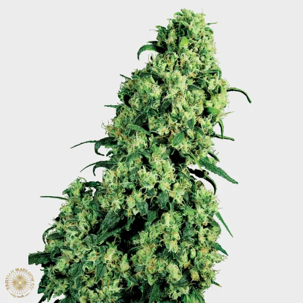Skunk #1 Feminized 3 Seeds + 1 for free