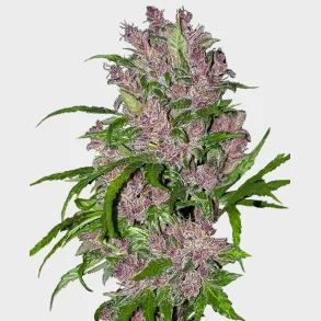 Purple Bud Automatic 3 Seeds + 1 for free