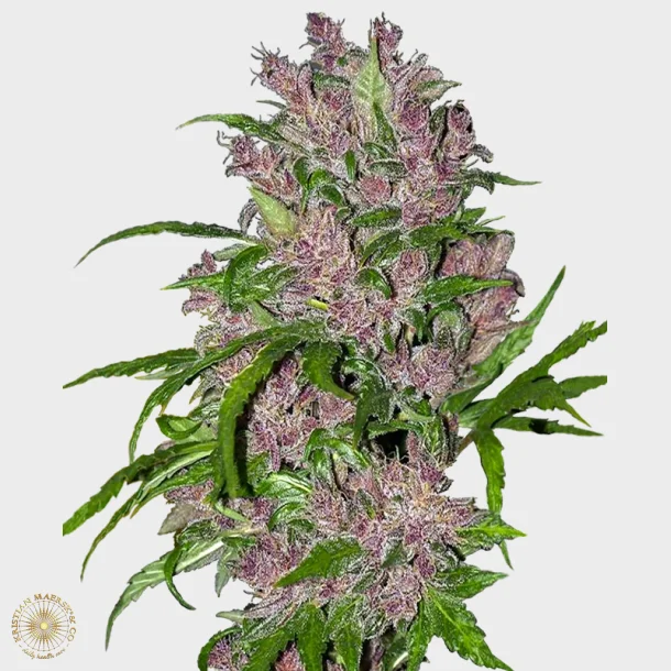Purple Bud Automatic 3 Seeds + 1 for free
