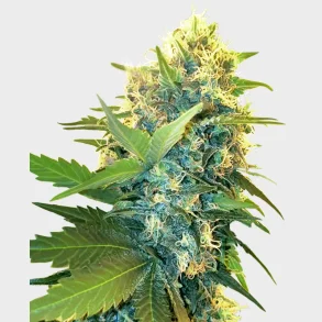 Double Kush Cake Feminized 3 Seeds + 1 for free