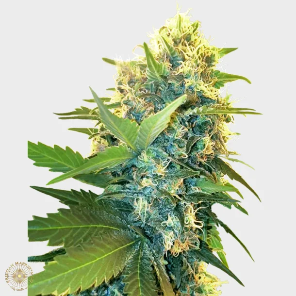 Double Kush Cake Feminized 3 Seeds + 1 for free