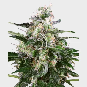 White Skunk Automatic 3 Seeds + 1 for free
