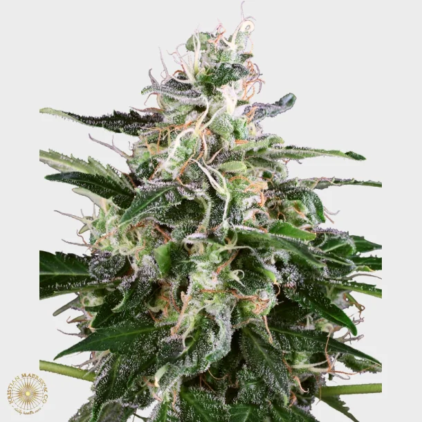 White Skunk Automatic 3 Seeds + 1 for free