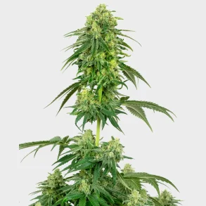 Strawberry Kush Feminized 3 Seeds + 1 for free