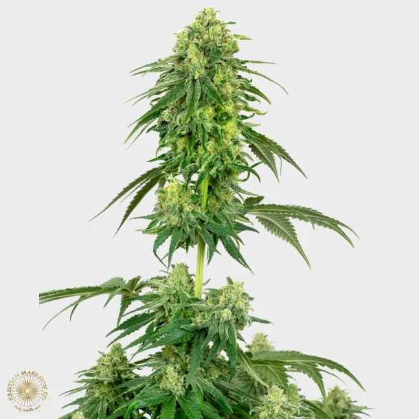 Strawberry Kush Feminized 3 Seeds + 1 for free