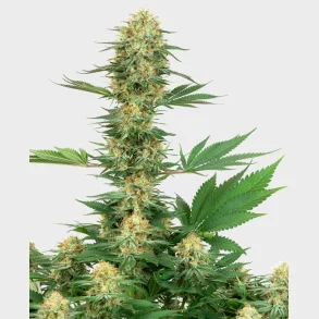 Gelato #420 Feminized 3 Seeds + 1 for free
