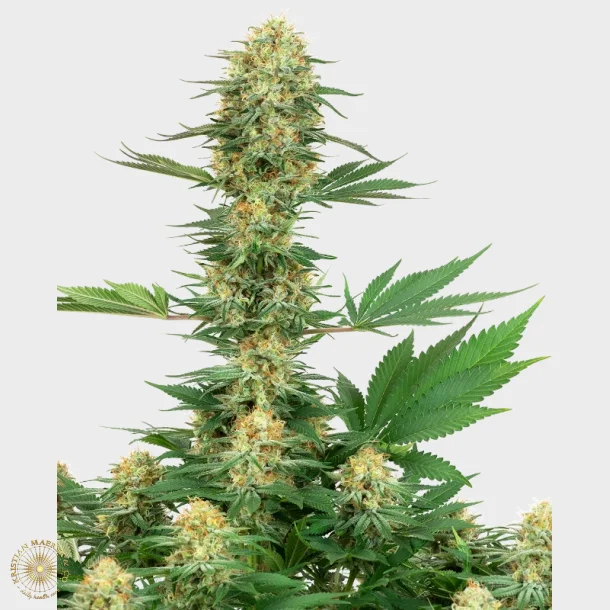 Gelato #420 Feminized 3 Seeds + 1 for free