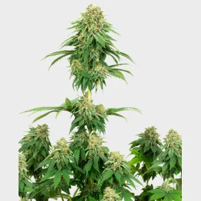 Girl Scout Cookies Feminized 3 Seeds + 1 for free