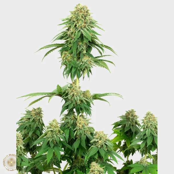 Girl Scout Cookies Feminized 3 Seeds + 1 for free