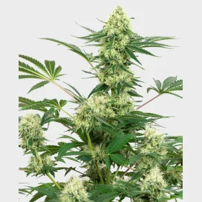 Wedding Cheesecake Feminized 3 Seeds + 1 for free