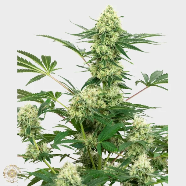Wedding Cheesecake Feminized 3 Seeds + 1 for free