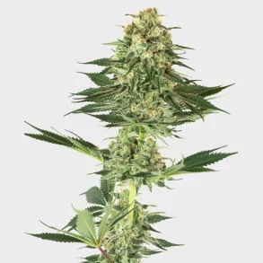 Banana Kush Feminized 3 Seeds + 1 for free