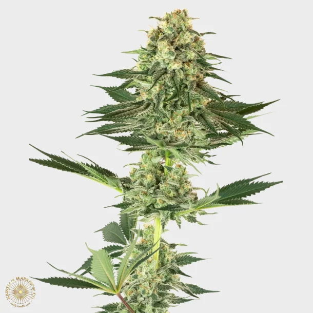 Banana Kush Feminized 3 Seeds + 1 for free