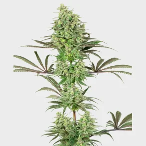 Double Banana Kush Feminized 3 Seeds + 1 for free