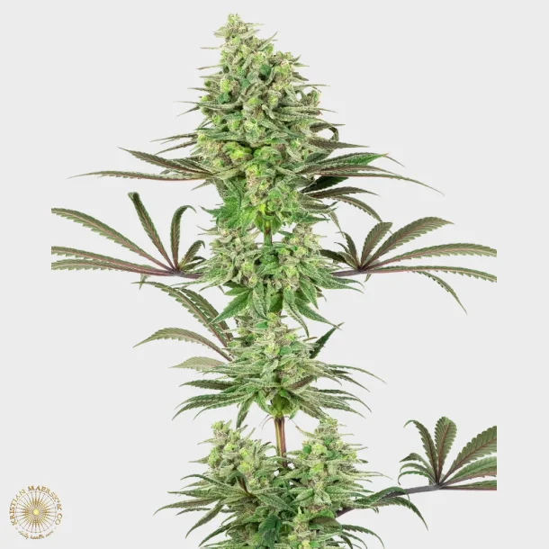 Double Banana Kush Feminized 3 Seeds + 1 for free