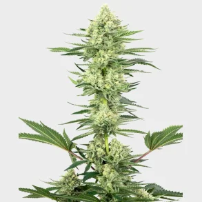 White Gorilla Haze Feminized 3 Seeds + 1 for free