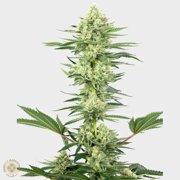 White Gorilla Haze Feminized 3 Seeds + 1 for free
