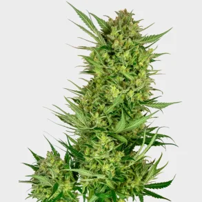 Buttercream Gelato Feminized 3 Seeds + 1 for free