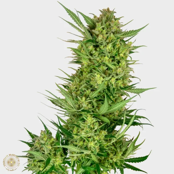 Buttercream Gelato Feminized 3 Seeds + 1 for free