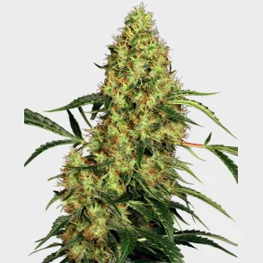 Mexican Sativa Feminized 3 Seeds + 1 for free