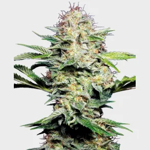 Sensi Skunk Automatic 3 Seeds + 1 for free