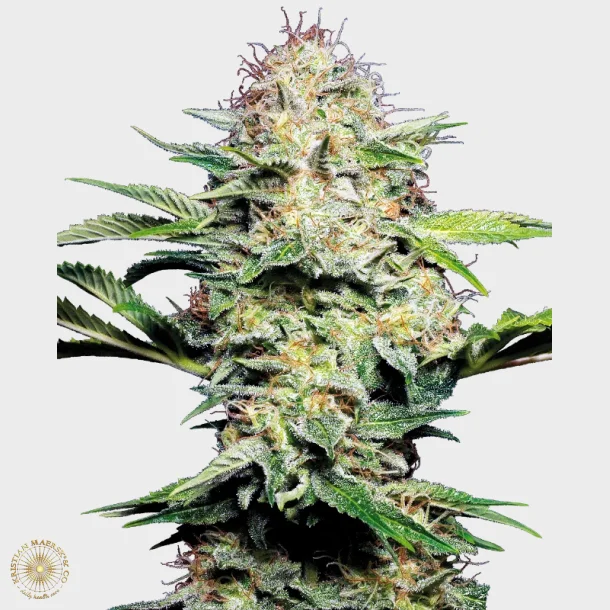 Sensi Skunk Automatic 3 Seeds + 1 for free