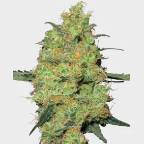 Master Kush Feminized 3 Seeds + 1 for free