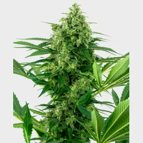 Banana Frosting Feminized 3 Seeds + 1 for free