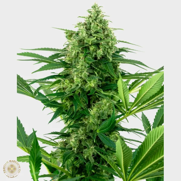 Banana Frosting Feminized 3 Seeds + 1 for free