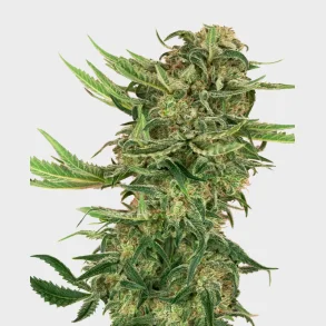 About N13 Kush Feminized 3 Seeds + 1 for free