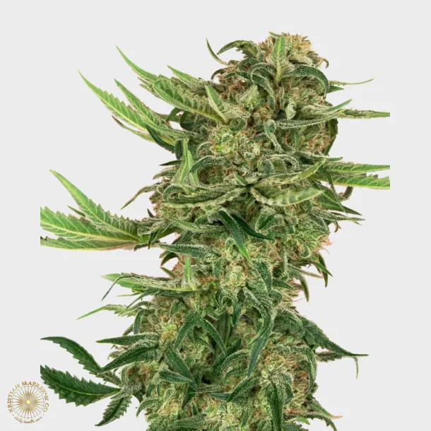 About N13 Kush Feminized 3 Seeds + 1 for free