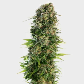 Hindu Kush Automatic 3 Seeds + 1 for free