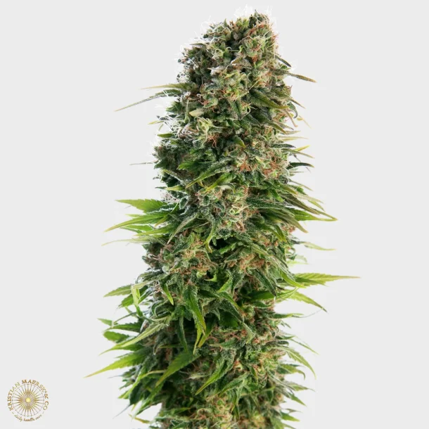 Hindu Kush Automatic 3 Seeds + 1 for free