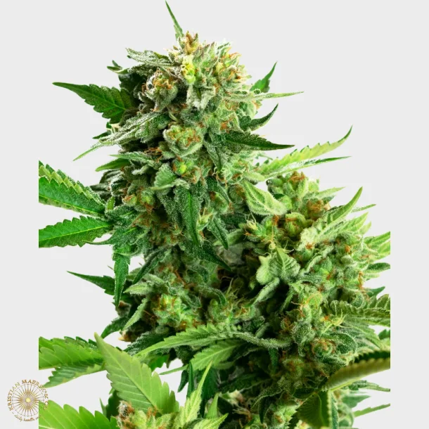 Blackberry Cake Feminized 3 Seeds + 1 for free