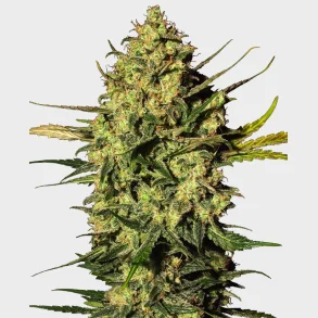 Master Kush Automatic 3 Seeds + 1 for free