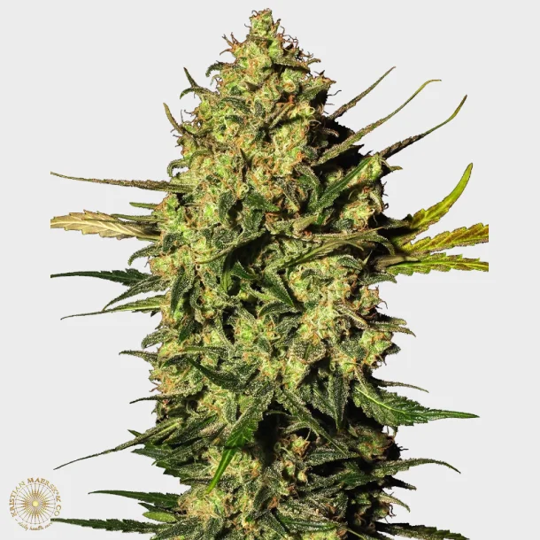 Master Kush Automatic 3 Seeds + 1 for free