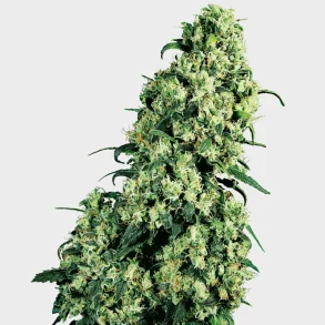 Skunk #1 Feminized 3 Seeds + 1 for free