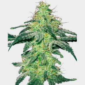 White Skunk Regular 10 Seeds